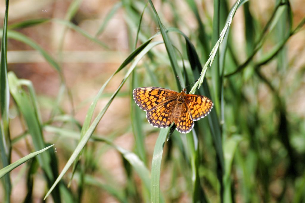 Tutte Melitaea athalia?...quasi...Melitaea nevadensis!